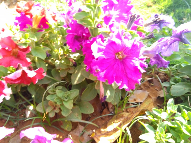 Ranchi Station Garden - Ranchi Station Garden, 982P+263, Gosaintola, Ranchi, Jharkhand 834011, India