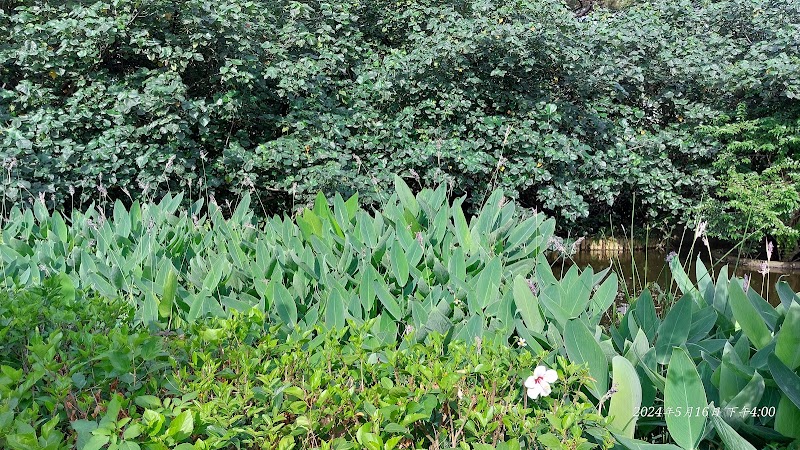 Small Pond of The Taipei Botanical Garden - Small Pond of The Taipei Botanical Garden No. 49號, Nanhai Rd, 中正區 Zhongzheng District, Taipei City, Taiwan 100