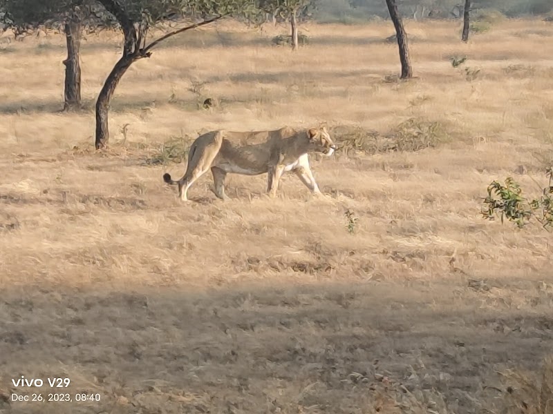 Gir Interpretation Zone (Devaliya Park) - Gir Interpretation Zone (Devaliya Park), Safari Rd, Sandhbeda, Gujarat 362260, India