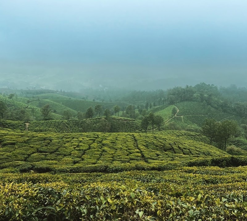Mountain Hiking Through Tea Plantation - MunnarInfo.in - Mountain Hiking Through Tea Plantation - MunnarInfo.in Munnar info, Munnar, Chithirapuram, Kerala 685565, India