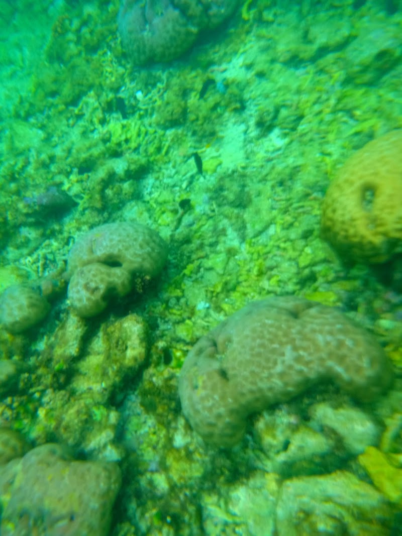 Apo Island - Apo Island, Dauin, Negros Oriental, Philippines