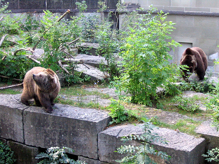BearPark - BearPark Grosser Muristalden 4, 3006 Bern, Switzerland