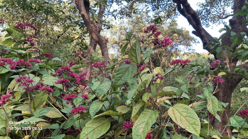 Saputara photo place - Saputara photo place HQQ4+2F3, Saputara, Gujarat 394720, India