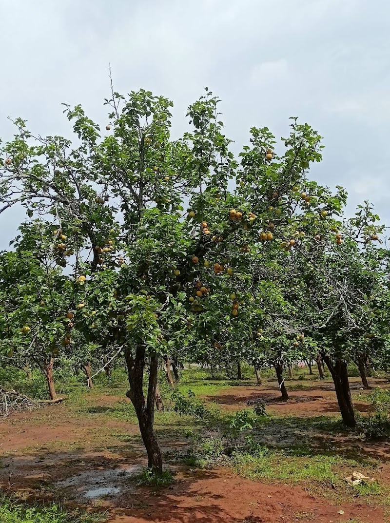 Naspati garden