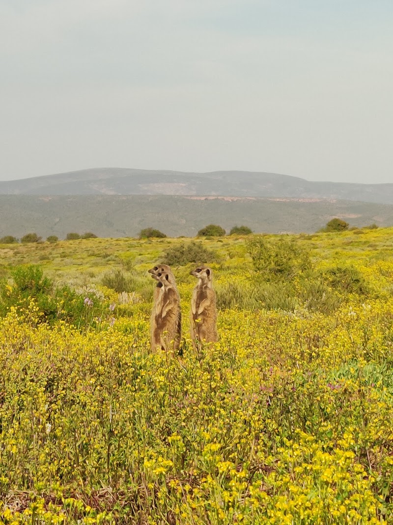 Meerkat Adventures - Meerkat Adventures, R62, Oudtshoorn, 6625, South Africa