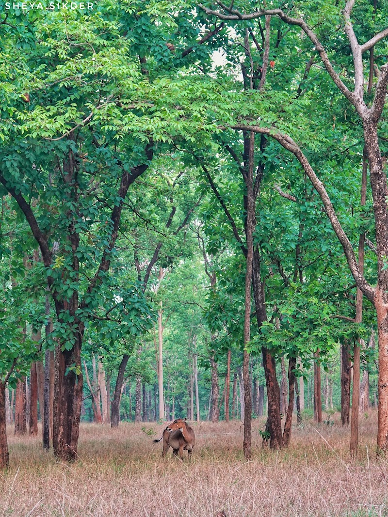 Pench National Park Turia Gate - Pench National Park, Turia Gate, Kohka, Madhya Pradesh 480881, India