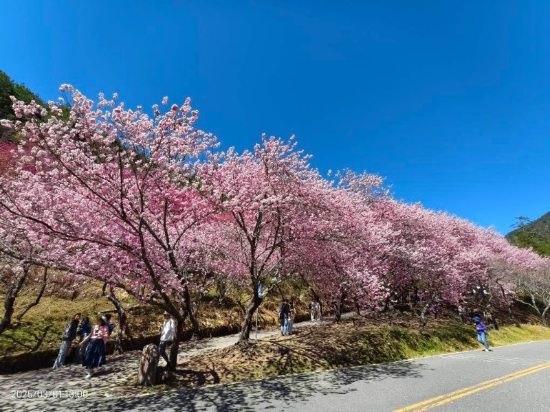 Wuling Farm - Wuling Farm No. 3-1號, Wuling Rd, Pingdeng Village, Heping District, Taichung City, Taiwan 42495