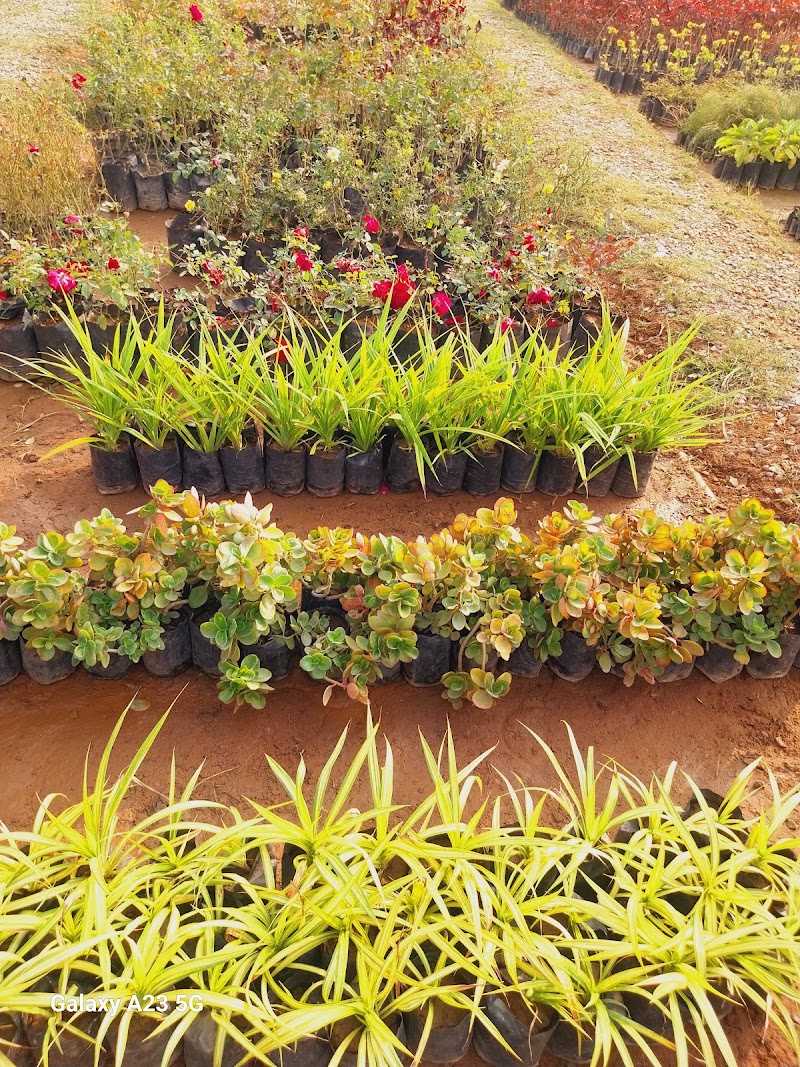 Lakecity Nursery - Lakecity Nursery JP4H+JC7, near New RTO, behind Swastik Heights, Hari Vihar Colony, Pahada, Raghunathpura, Udaipur, Rajasthan 313001, India
