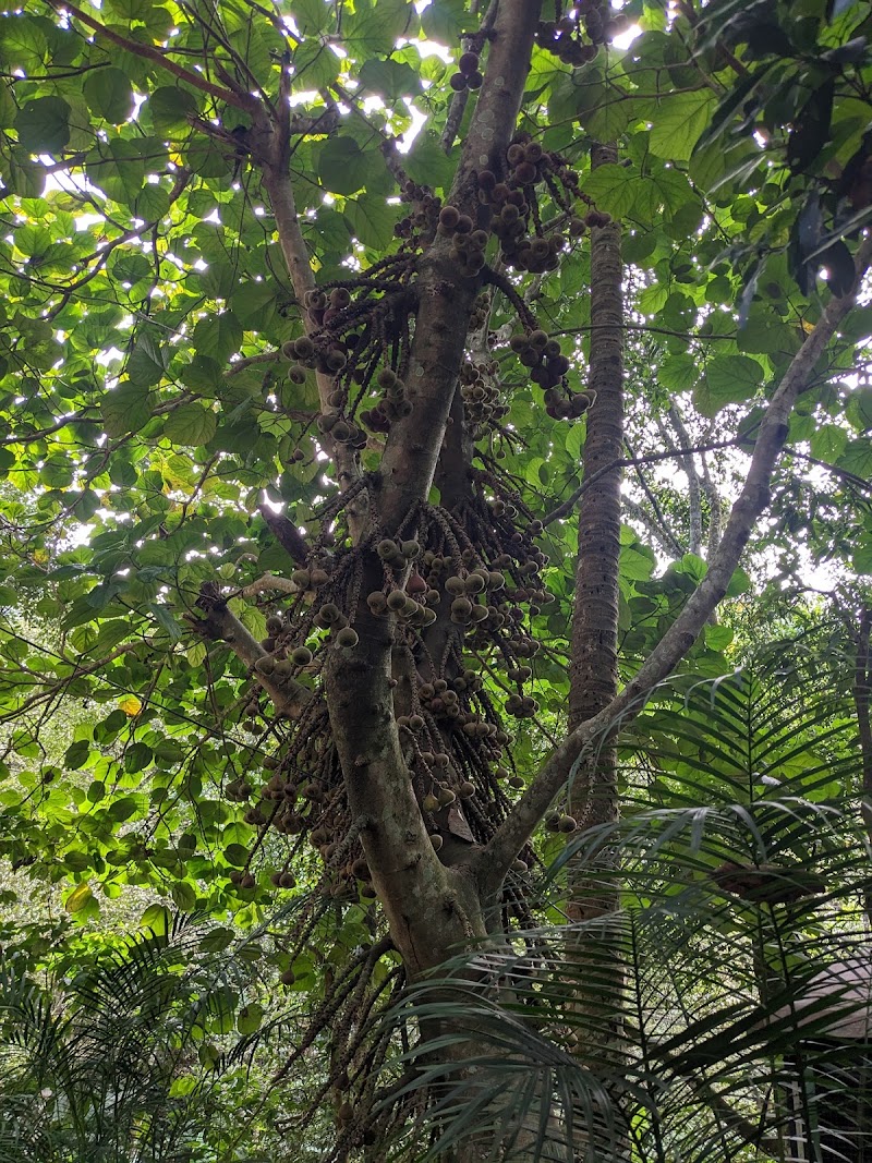 GreenValley Ayurvedic & Spice Garden