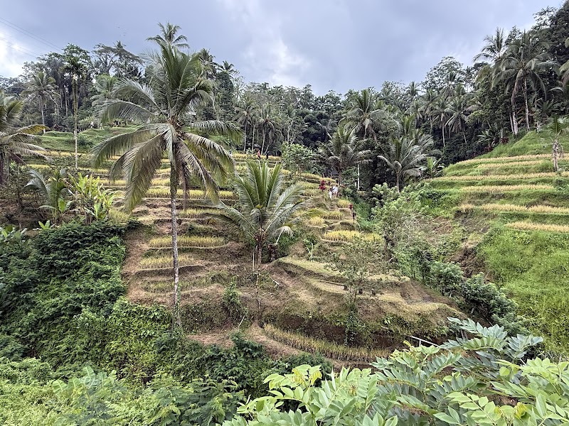 Best Ubud Driver | Bali Private Driver - Best Ubud Driver | Bali Private Driver, Jl. Raya Ubud, Ubud, Kecamatan Ubud, Kabupaten Gianyar, Bali 80552, Indonesia