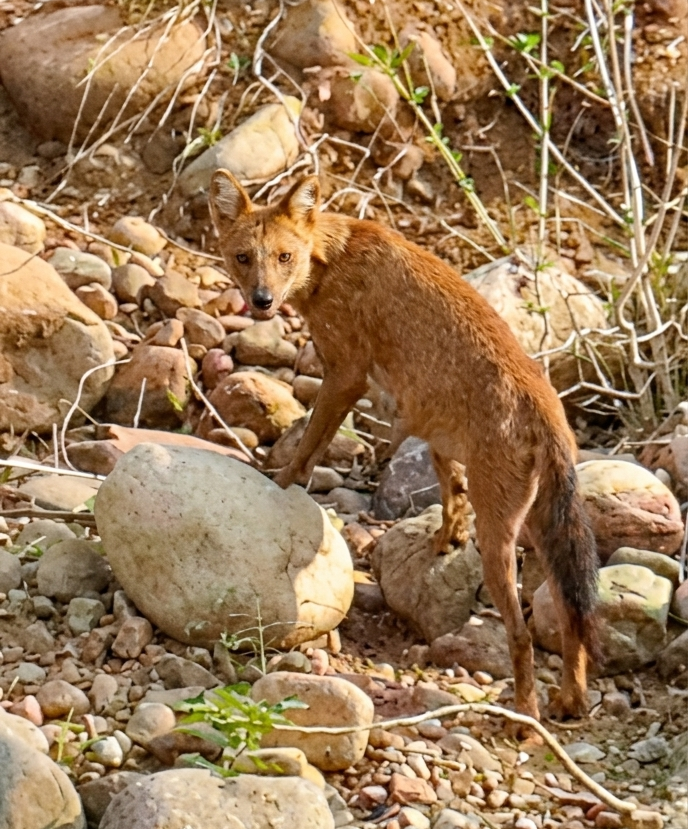 Cauvery Wildlife Sanctuary - Cauvery Wildlife Sanctuary, XMH3+J93, Chamarajanagar, Karnataka 571490, India