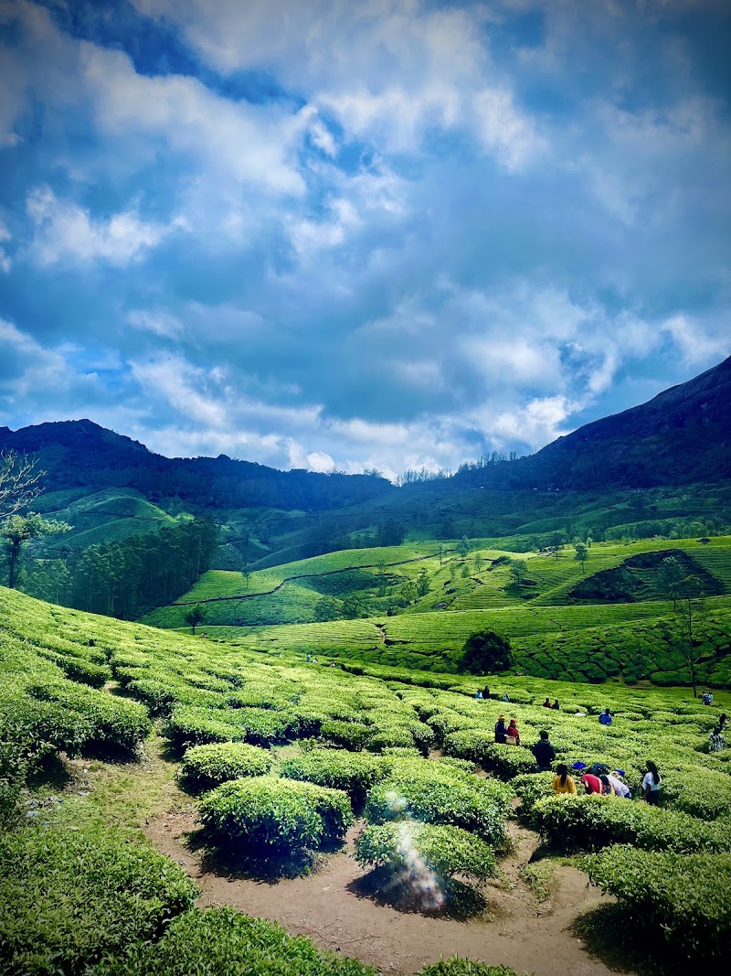 Tea plantation View point - Tea plantation View point 33F4+GQ, Kannan Devan Hills, Kerala 685612, India