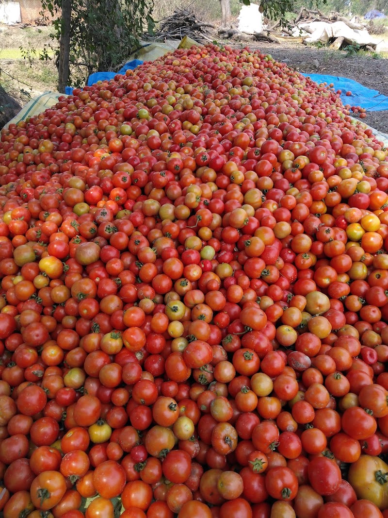 Sameer Pradhan ra Tomato firm - Sameer Pradhan ra Tomato firm CRVR+G64, Lahanda, Odisha 768111, India