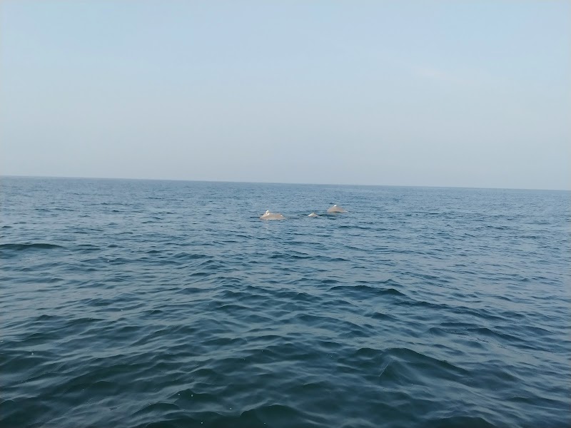 Dolphins ride Goa (Ajit boat trips) - Dolphins ride Goa (Ajit boat trips) Goa Calling Boat Trips at Nerul Coco Beach, FQXM 2WF, Coco, Nerul, Goa 403114, India