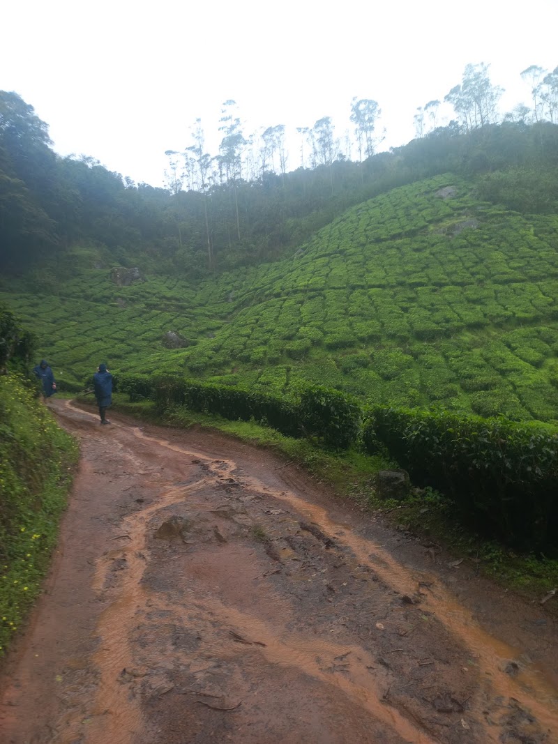 Munnar tea trekking adventure - Munnar tea trekking adventure 20 Acre, Munnar Road, Nullatanni, Pallivasal, Munnar, Kerala 685612, India