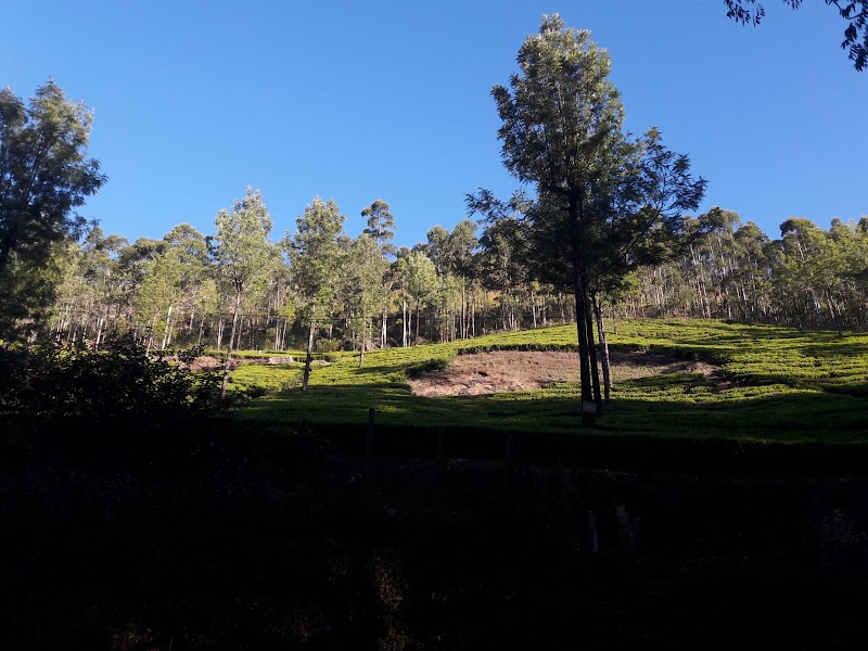 Munnar Tourist Places - Munnar Tourist Places Factory Division, Pallivasal, Estate, Munnar, Pallivasal, Kerala 685565, India