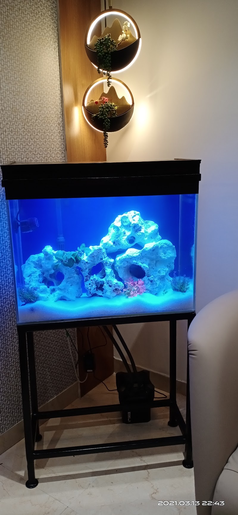 Blue Sea Aquariums - Blue Sea Aquariums Gandhi Chowk Khamtarai Market Shop No. 8, near Balaji Complex, behind shree h.p gass agency, Saptgiri Colony, Shrinagar, Raipur, Chhattisgarh 492008, India