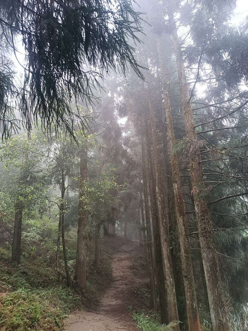 Pine forest
