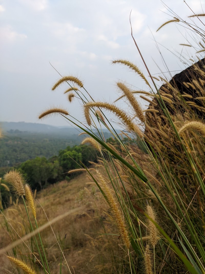 Aanjilora Hills - Aanjilora Hills, Malayil,Cheruvatta,Parambil (Po, via, Marikkunnu, Kozhikode, Kuruvattoor, Kerala 673012, India