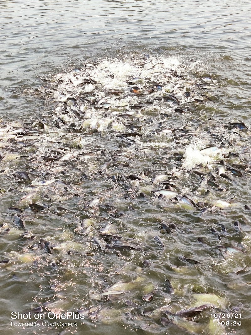 S & S Fish Farm - S & S Fish Farm Selud, Chhattisgarh 491107, India