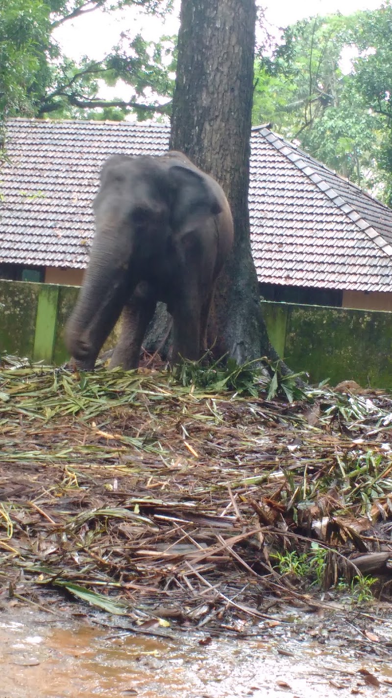 Kodanad - Kodanad Kodanad, Kerala 683544, India