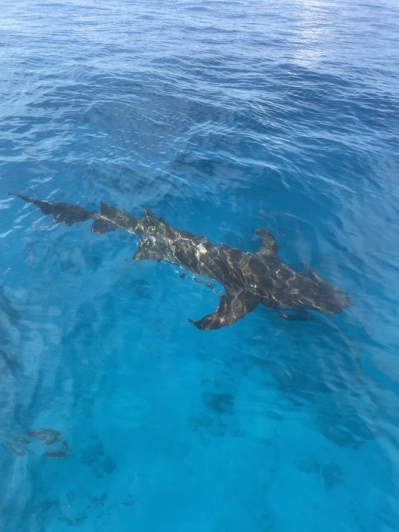 iCom Tours - iCom Tours Mirihi Magu, Maafushi 08090, Maldives