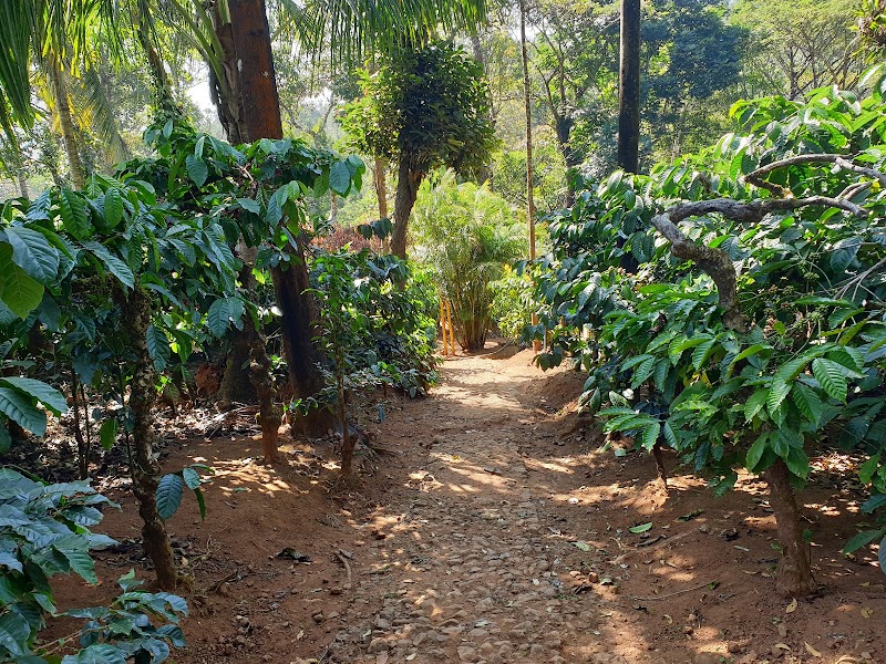 Mercara Gold Estate Coffee Plantation - Mercara Gold Estate Coffee Plantation Unnamed Rd, Katakeri, Karnataka 571201, India
