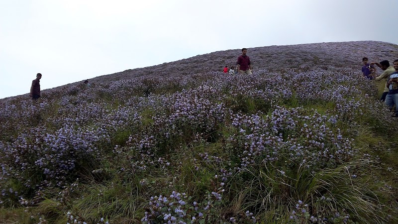 Neelakurinji bloom - Neelakurinji bloom, Aluva - Munnar Road, Kannan Devan Hills, Kerala 685615, India