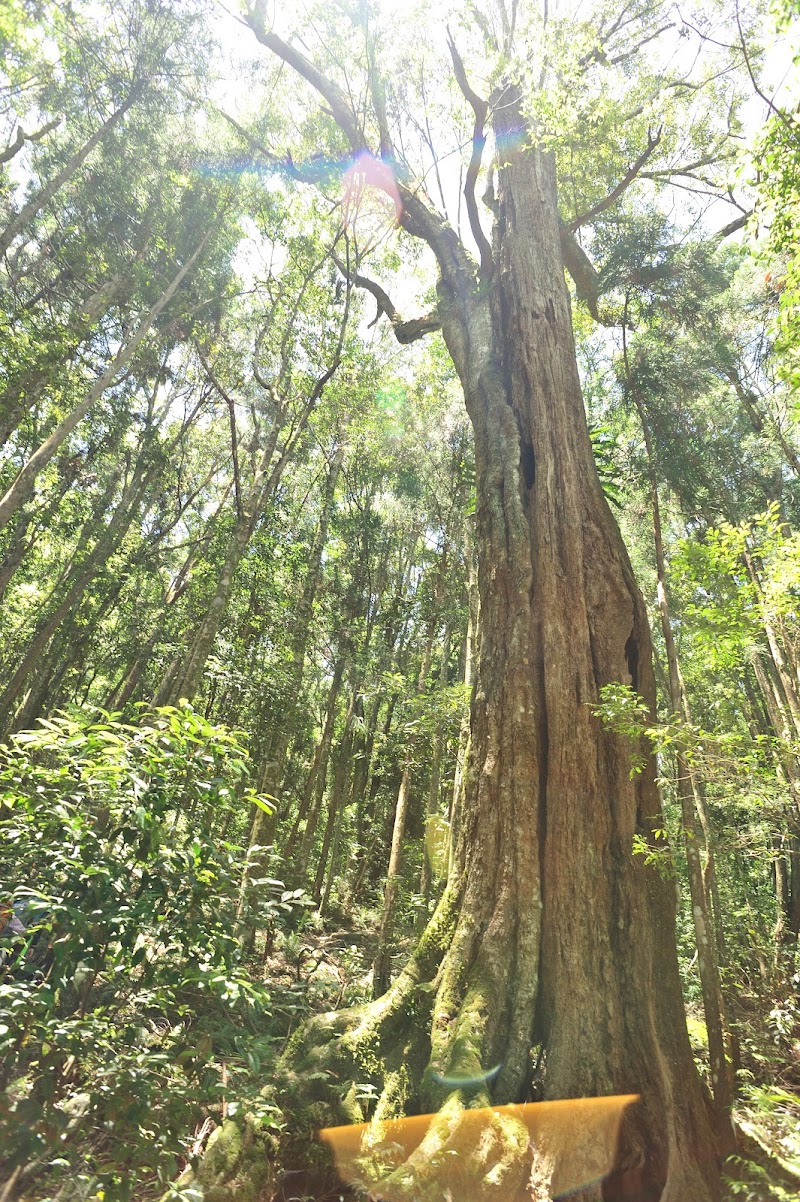 Eight Immortals Mountain - Eight Immortals Mountain, Heping District, Taichung City, Taiwan 424