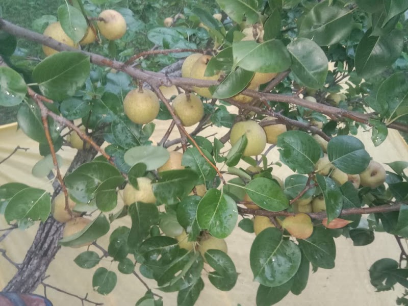 Naspati bagan (dankan) - Naspati bagan (dankan) F7W9+V49, Netarhat, Jharkhand 835218, India