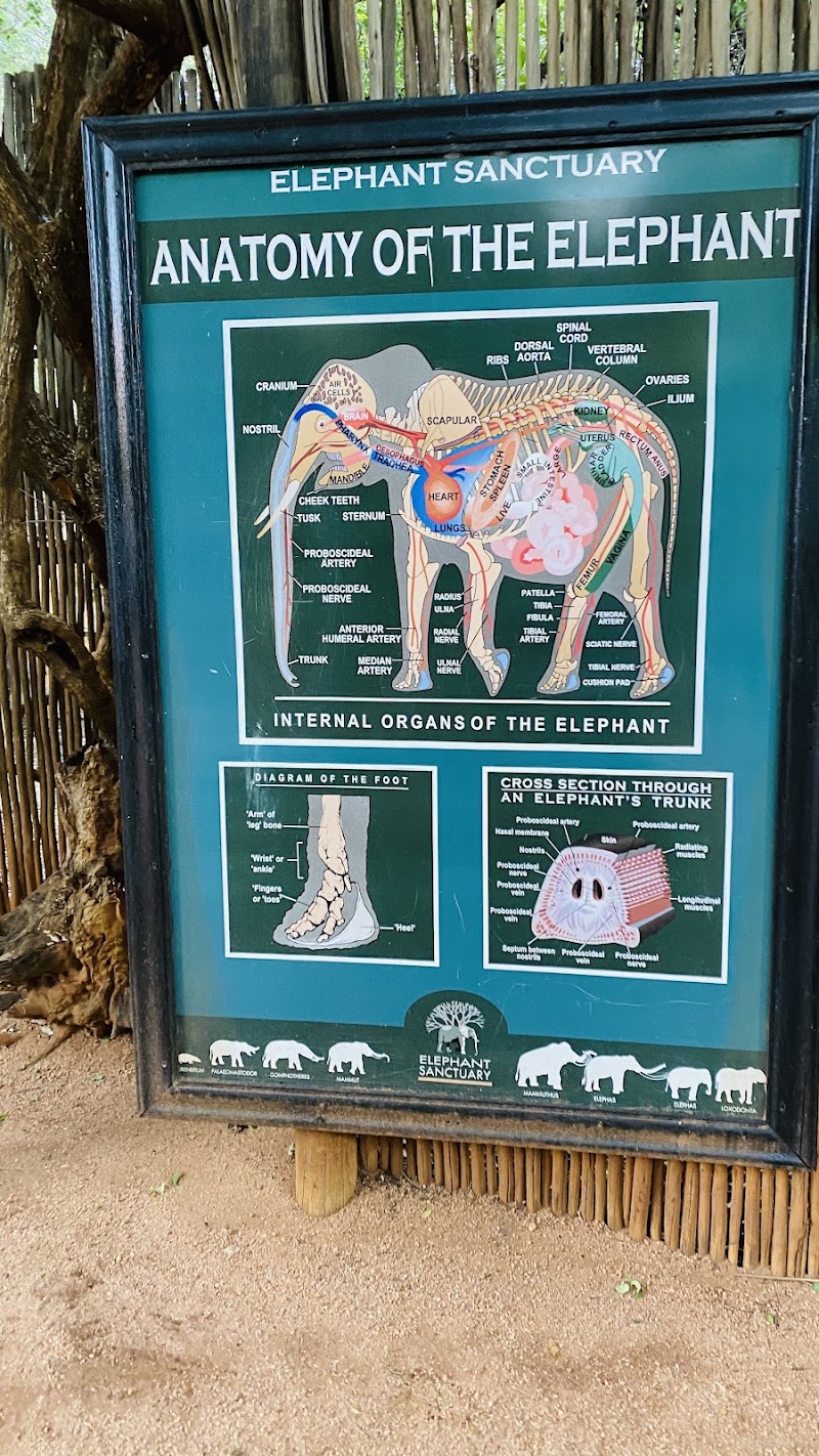 Elephant Sanctuary Hartbeespoort - Elephant Sanctuary Hartbeespoort Hartbeespoort Dam Zandfontein, Hartbeespoort, 0216, South Africa