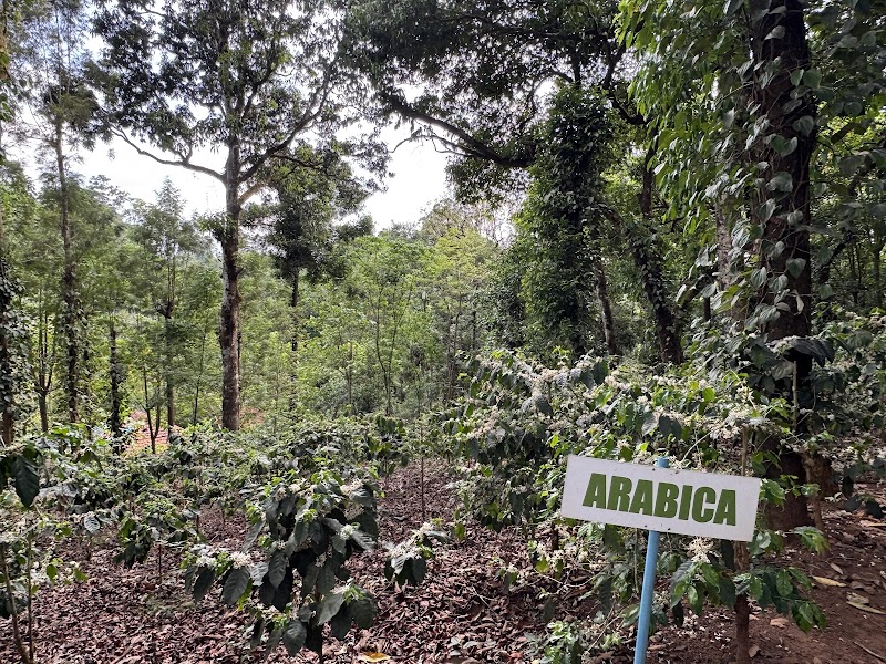 Beans N Brews At Mercara Gold Coffee Estate - Beans N Brews At Mercara Gold Coffee Estate Mercara Gold Coffee Estate Katakeri, Taluk, Madikeri, Karnataka 571201, India