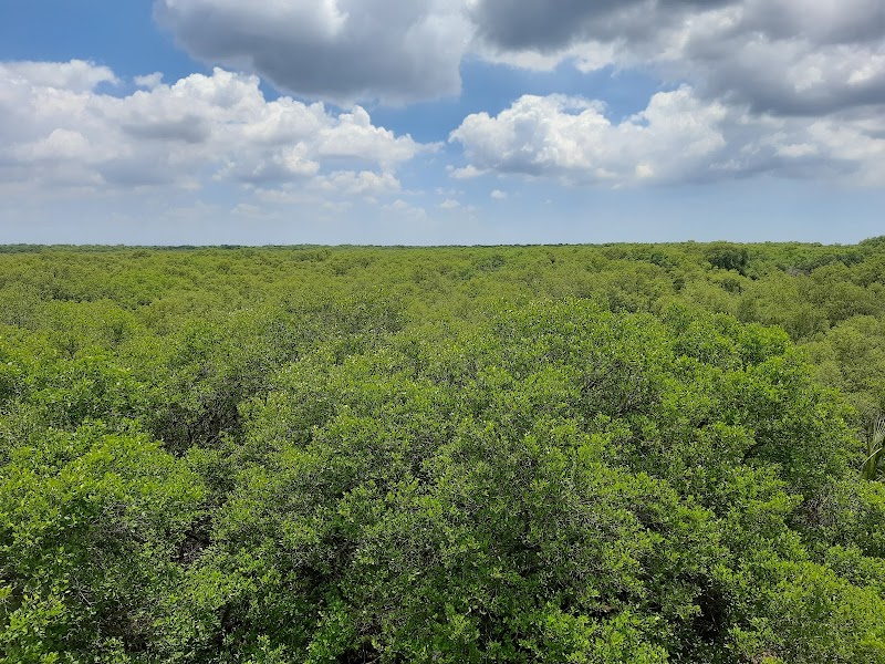 Coringa Wildlife Sanctuary - Coringa Wildlife Sanctuary, R7CX+F8V, Korangi, Kakinada, Andhra Pradesh 533461, India