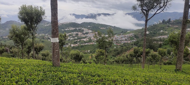 Kairbetta Estates Syndicate - Kairbetta Estates Syndicate, Off NH 15, Kotagiri, Nilgiris, Kotagiri, Tamil Nadu 643217, India