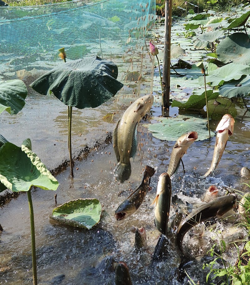 Cồn Sơn - Cồn Sơn, Bình Thủy, Cần Thơ, Vietnam