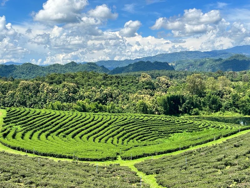 Choui Fong Tea Plantation - Choui Fong Tea Plantation, 157, Tambon Si Kham, Amphoe Mae Chan, Chang Wat Chiang Rai 57110, Thailand