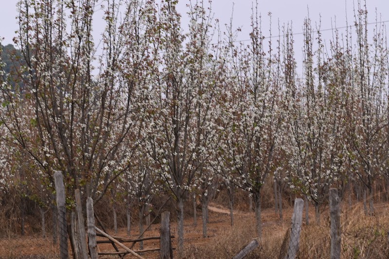 Naspati garden - Naspati garden F7W6+WW5, near upperr ghagri, Netarhat, Jharkhand 835218, India