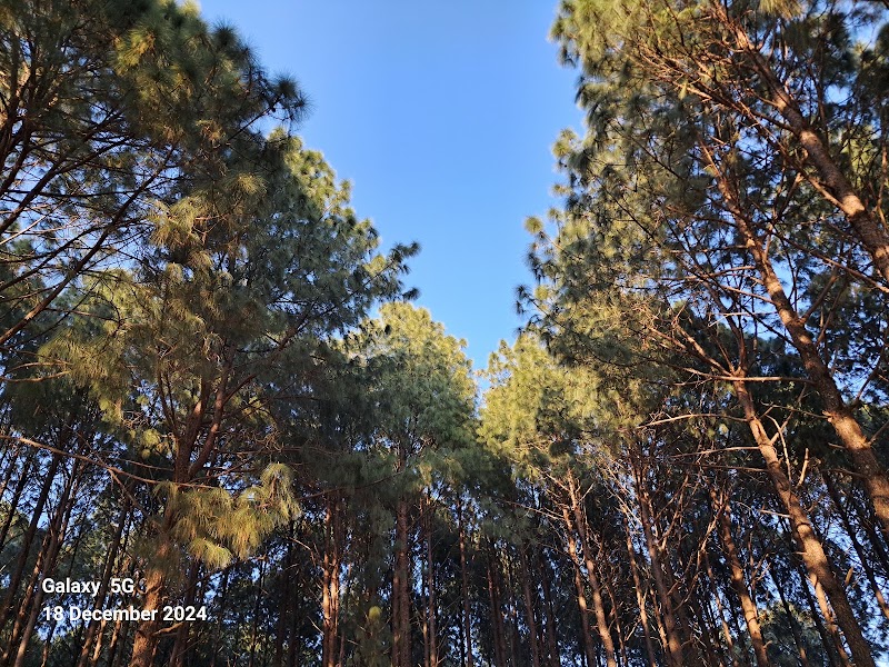 Pine Forest - Pine Forest F7W2+322, Netarhat, Jharkhand 835218, India
