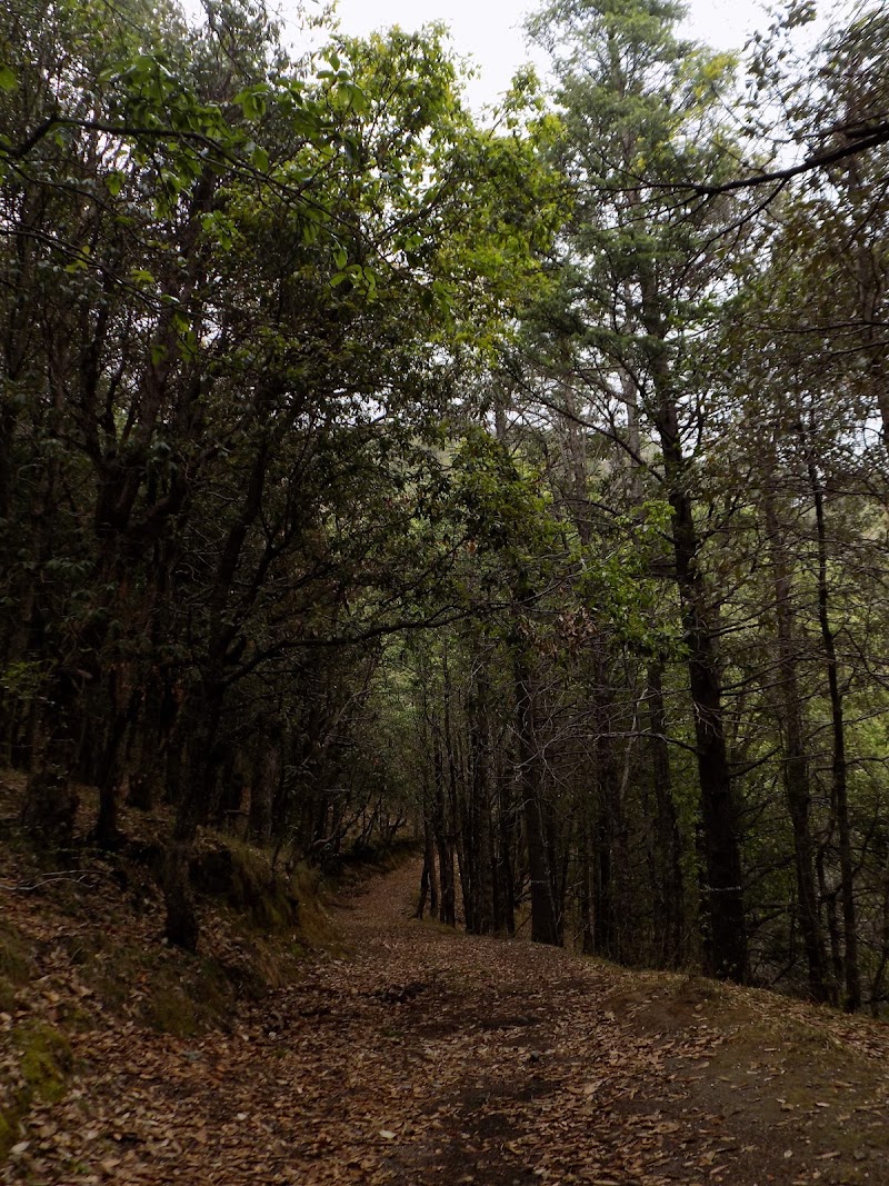Tagore Top - Tagore Top, CH73+F95, Gagar, Bhowali Range, Uttarakhand 263137, India