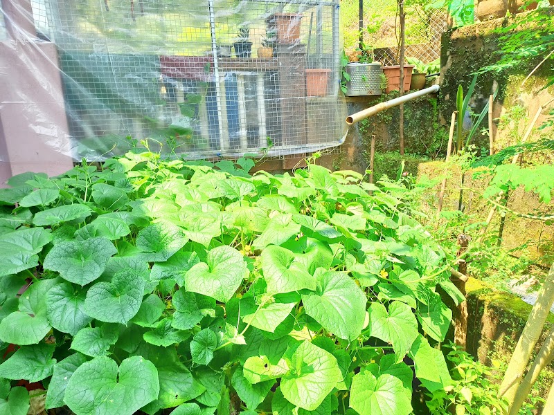 Prabhu Farms:- Blessings in Nature - Prabhu Farms:- Blessings in Nature Galgibag road, Canacona, Poingunin, Goa 403702, India