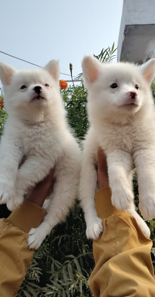 Doggyz HuB Dmt - Doggyz HuB Dmt, Aama talab road, Rudri Road, indoor stadium, ke pass, Ekta Nagar, Itwari Bazar, Dhamtari, Chhattisgarh 493773, India