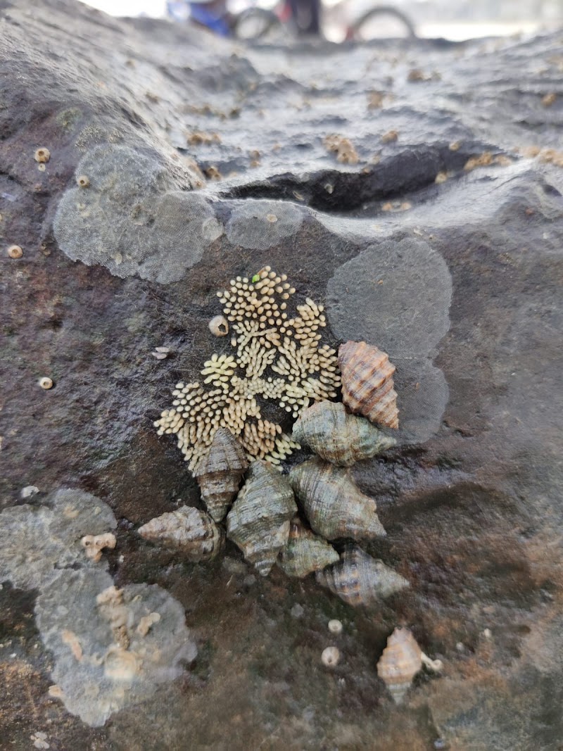 Marine Trail Juhu with Naturalist Explorers