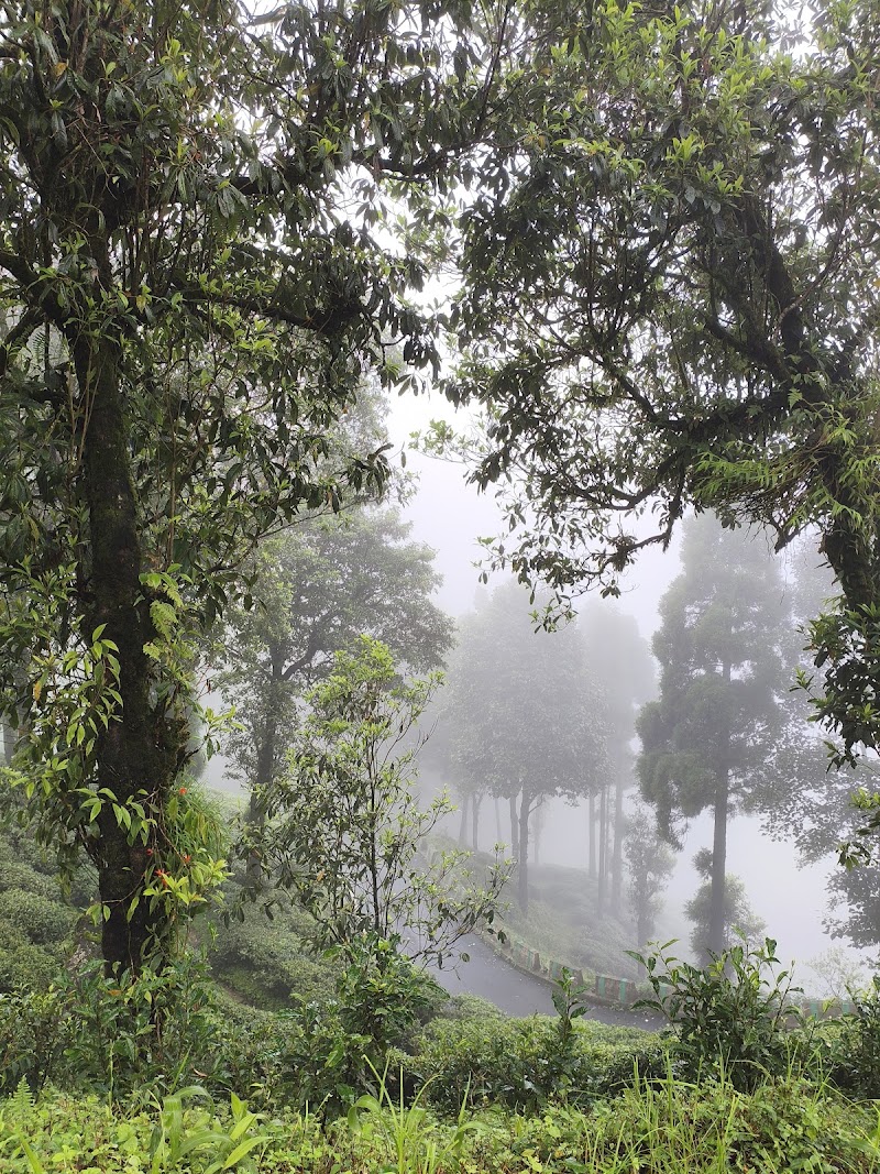 Pine forest - Pine forest W87X+V4, Mahal Diram Tea Garden, West Bengal 734008, India