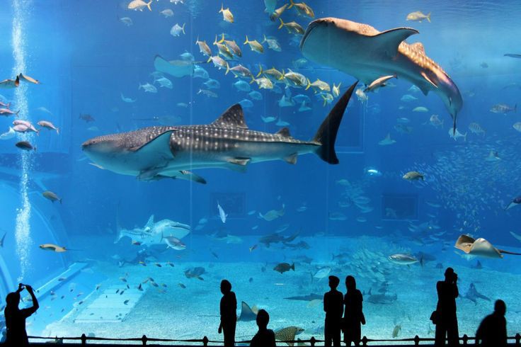 Osaka Aquarium Kaiyukan - Osaka Aquarium Kaiyukan 1-chōme-1-10 Kaigandōri, Minato Ward, Osaka, 552-0022, Japan