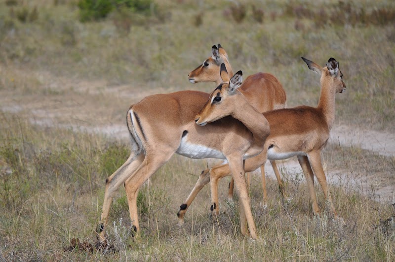 Kwantu Private Game Reserve - Kwantu Private Game Reserve, 1 Daniel street, Sidbury, 6130, South Africa