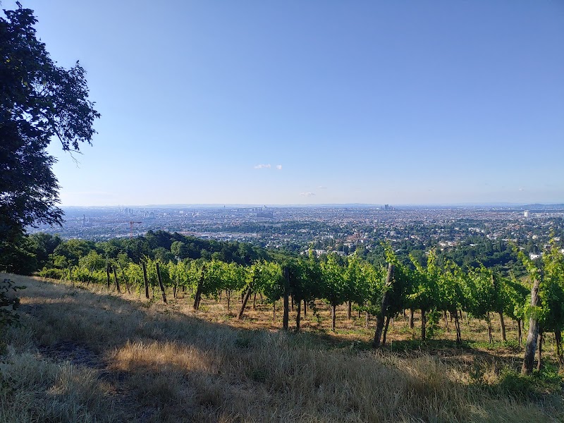 Nussdorfer Weinberge - Nussdorfer Weinberge, 1190 Vienna, Austria