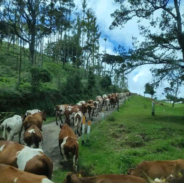 Ambewela - Ambewela, Sri Lanka