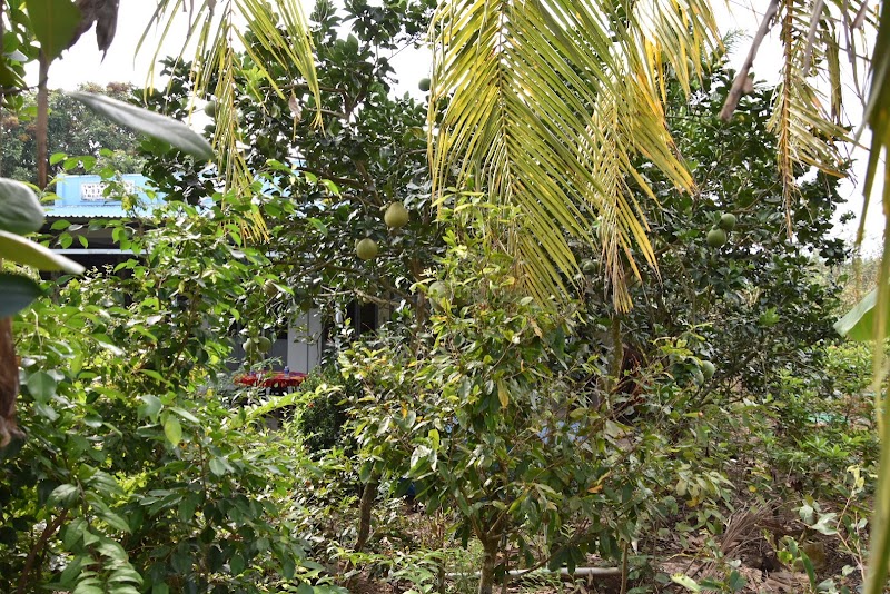 Traditional Music of Coconut land - Traditional Music of Coconut land, Huyện Lộ 94C, Thới Sơn, Đồng Tháp, Vietnam