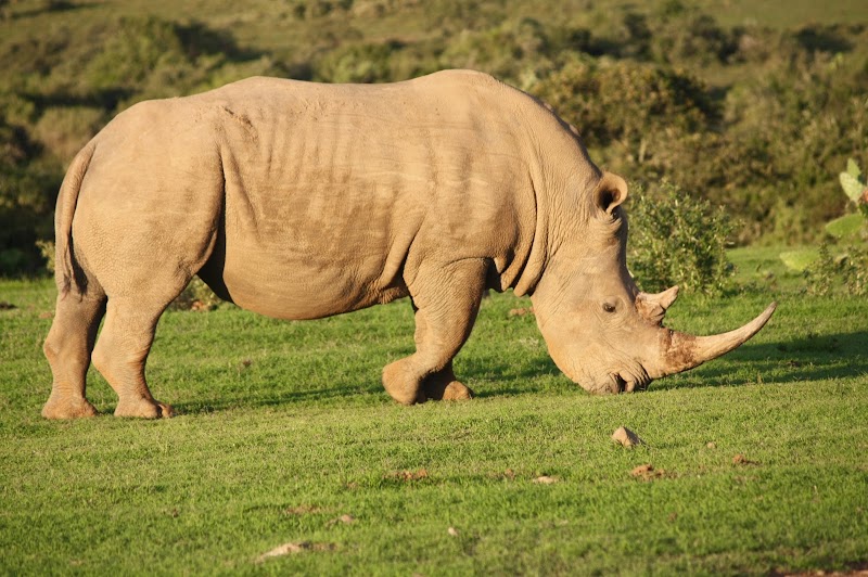 Bucklands Private Game Reserve - Bucklands Private Game Reserve, 6140, South Africa