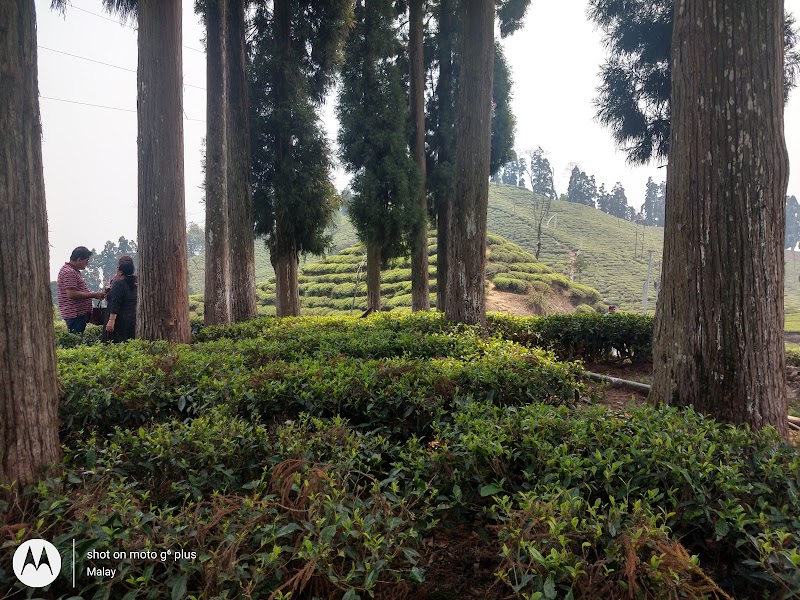 ZERO POINT - ZERO POINT, Rangli Rangliot, Rangli Ranglot Tea Garden, West Bengal 734226, India
